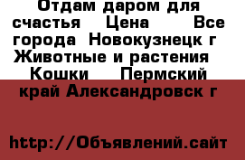 Отдам даром для счастья. › Цена ­ 1 - Все города, Новокузнецк г. Животные и растения » Кошки   . Пермский край,Александровск г.